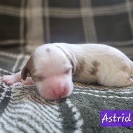 Astrid - Purple Collar - Red female Cavapoo puppy in Mocksville, North Carolina from Hunting Creek Farm & Kennel