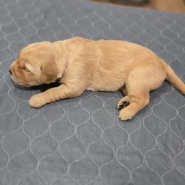 Pink Collar - Golden female Golden Retriever puppy in El Dorado Hills, California from Asperheim Golden Retriever Puppies