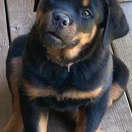 Rottweiler Puppies from Vom Haus Tim-Mo Rottweiler Kennel