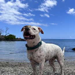 Puja - Staffordshire Bull Terrier