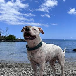 Puja - Staffordshire Bull Terrier