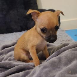 Luna - Fawn female Chihuahua puppy in Mesa, Arizona from Sun Valley Chihuahuas & Malinois