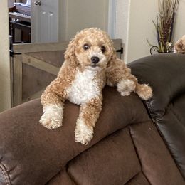 Daisy - Poodle