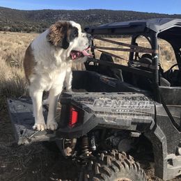 Aussiedoodle, Goldendoodle, Poodle, Saint Berdoodle, Saint Bernard, and Sheepadoodle All Grown Up from Rocky Ridge Ranch