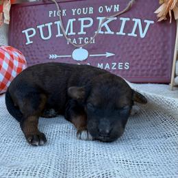 Growlithe - Red male Bordoodle puppy in Canfield, Ohio from Poo's Doo's & Inu's