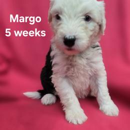 Margo - Gray and white female Old English Sheepdog puppy in Sutherlin, Oregon from Sapphire Eyes Sheepdogs