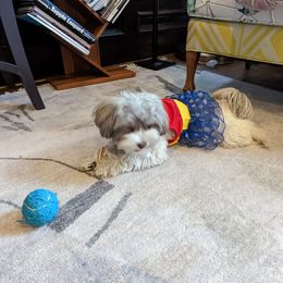 Havanese Puppies from Havanese Puppies of Austin Texas