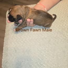 Brown collar - Fawn male Boxer puppy in Mount Zion, Illinois from Foulk's Boxer Puppies