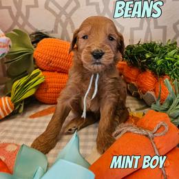 Beans - Red  male Goldendoodle puppy in Haughton, Louisiana from Bailey’s Cajun Canines