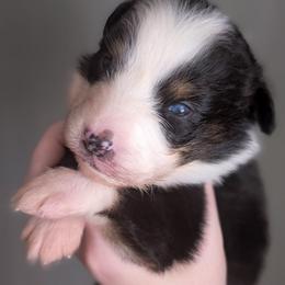 Karen - Black tri-color female Australian Shepherd puppy in Georgetown, Texas from River Reign Australian Shepherds