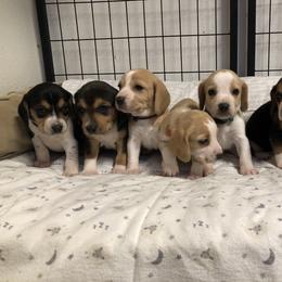 Beagle Puppies from Beech Grove Beagles