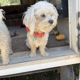 Penny - Maltese