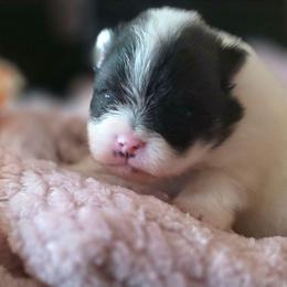 AKC Madison black tan parti piebald - Black and tan parti female Pomeranian puppy in Gloversville, New York from ADKPOM Adirondack Pomeranians