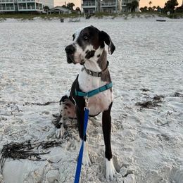 Great Dane All Grown Up from Evergreen Danes