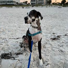 Great Dane All Grown Up from Evergreen Danes