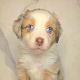 Noel - Red merle female Toy Australian Shepherd puppy in Bethany, Oklahoma from Donna's Toy & Mini Aussies