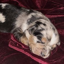 Miniature Australian Shepherd Puppies from Acton Aussies
