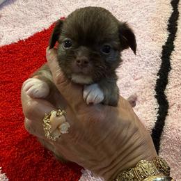 Ace - Chocolate male Chihuahua puppy in Summerfield, Florida from Uey’s Chihuahuas