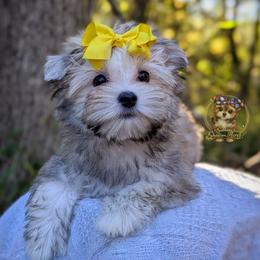 Thicket - Black and tan male Morkie puppy in Barren Springs, Virginia from Seeking Shalom Acres Maltese, Maltipoos & Havamalts