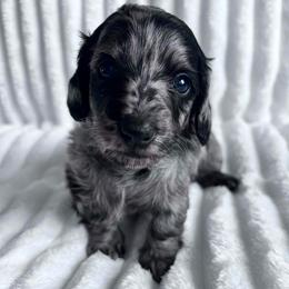 Romeo - Dapple male Dachshund puppy in Ocala, Florida from Weenie Boops