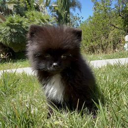 Astin - Black male Pomeranian puppy in Granada Hills, California from Pomeranian gem