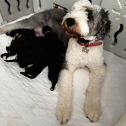 Old English Sheepdog, Poodle, and Sheepadoodle Puppies from Love Tallulah Sheepadoodles LLC