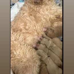 Bernedoodle and Goldendoodle Puppies from Lyon and Luna Goldendoodles Bernedoodles