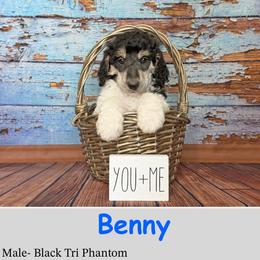 Benny - Phantom male Poodle puppy in Kenyon, Minnesota from Country Breeze Poodles