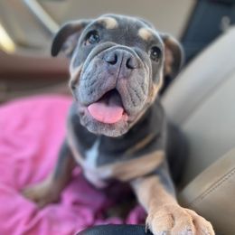 Bella - Bulldog