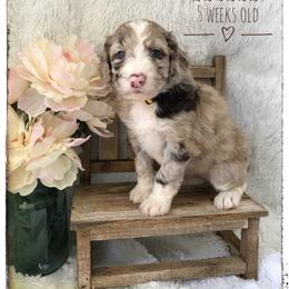 Aussiedoodle and Australian Shepherd Puppies from Dunroamin Farms Australian Shepherds and Aussiedoodles