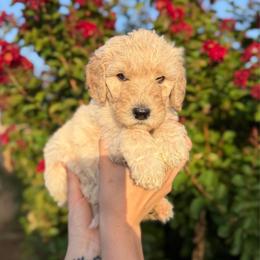 Lily - Cream female Poodle puppy in Midwest City, Oklahoma from Strawberry Hill Puppy Patch