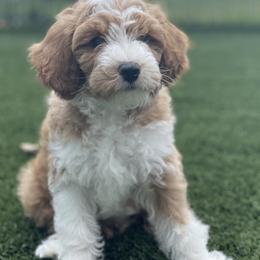 Green - Red  male Goldendoodle puppy in Medina, Ohio from Farmer Doodles