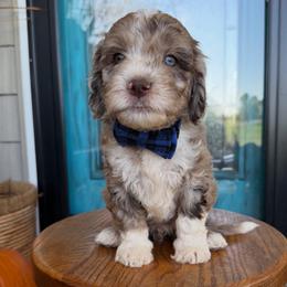 Johnny - Merle male Labradoodle puppy in Danville, Indiana from Marley’s Doodle Ranch