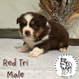 Matthias - Red tri male Miniature Australian Shepherd puppy in Jaroso, Colorado from Heaven Sent Aussies
