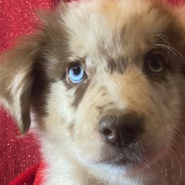 Freckles - Red merle Miniature Australian Shepherd puppy in Granbury, Texas from Jubilee Acres