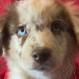 Freckles - Red merle Miniature Australian Shepherd puppy in Granbury, Texas from Jubilee Acres