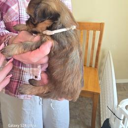 White - Red sable male Havanese puppy in Melba, Idaho from Lawson Havanese
