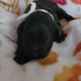 Boy 1 - Portuguese Water Dog puppy in Maine from Lion Heart Pwds