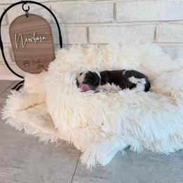 Bullseye - Merle male Labradoodle puppy in Bryantown, Maryland from Doodles on Duty