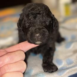 Goldendoodle and Poodle Puppies from Southern Stroll Poodles & Doodles