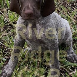 Male 2 - Liver roan male German Shorthaired Pointer puppy in Weeki Wachee, Florida from River Ridge GSP