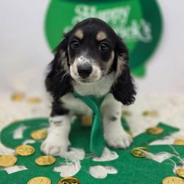 Aston - Piebald male Dachshund puppy in Norwood, Missouri from Madra's Dashing Doxies
