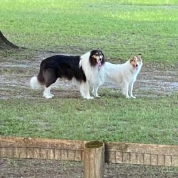 Collie puppies from Faith Rough Collie’s