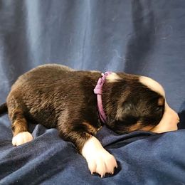 Sammie - Black tri female Miniature Australian Shepherd puppy in Garland, Texas from Dollie Farms