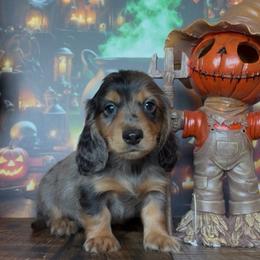 Jinx - Dapple male Dachshund puppy in Floresville, Texas from Muddy River Dachshunds