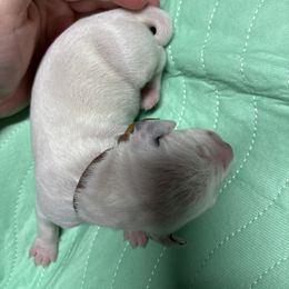 Brown collar boy - White and black male Dalmatian puppy in Wilson, North Carolina from New Horizonz Dalmatians