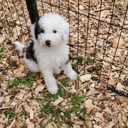Pomeranian and Sheepadoodle Puppies from Fluffy Wonders Poms and Doodles