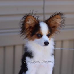 Papillon Puppies from WayMaker Papillons