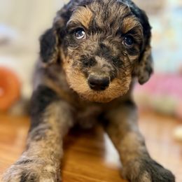 Luna - Blue merle female Bernedoodle puppy in Lookout, California from Remington Kennels, LLC