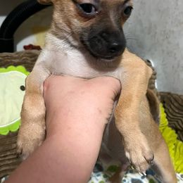 Millie's boy 2 - Fawn male Chihuahua puppy in Illinois from Briarwood Farm